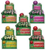 Cannabis Lollipops – 100% Hemp Oil, 0% THC - Image 4